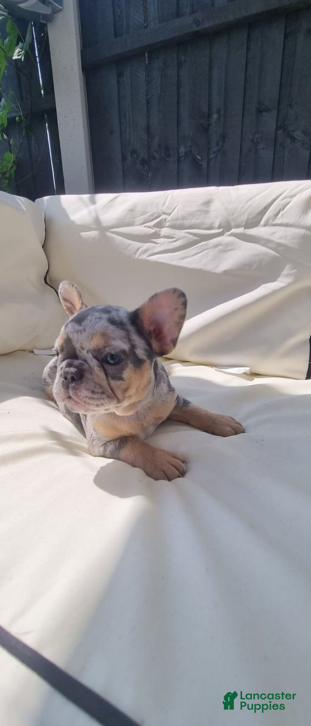 French Bulldog dogs for sale: Anni - Image 2