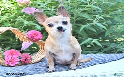 Chihuahua dogs for sale: Holly - Image 6