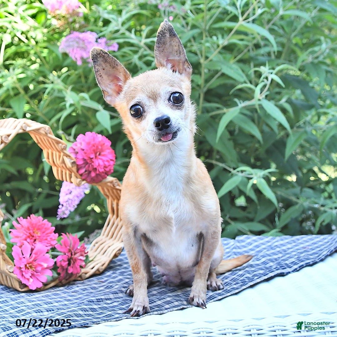 Chihuahua dogs for sale: Holly - Image 6