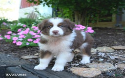Australian Shepherd dogs for sale: Bonnie - Image 3