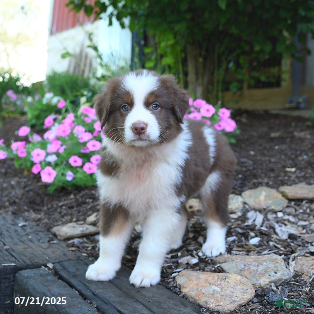 Australian Shepherd dogs for sale: Bonnie - Image 3