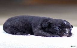 Frenchton dogs for sale: Bailey - Image 3