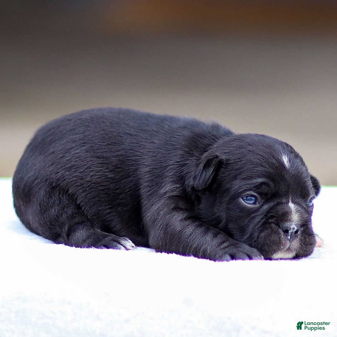 Frenchton dogs for sale: Bailey - Image 3