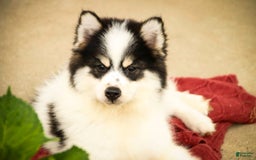 Pomsky dogs for sale: Flare - Image 11