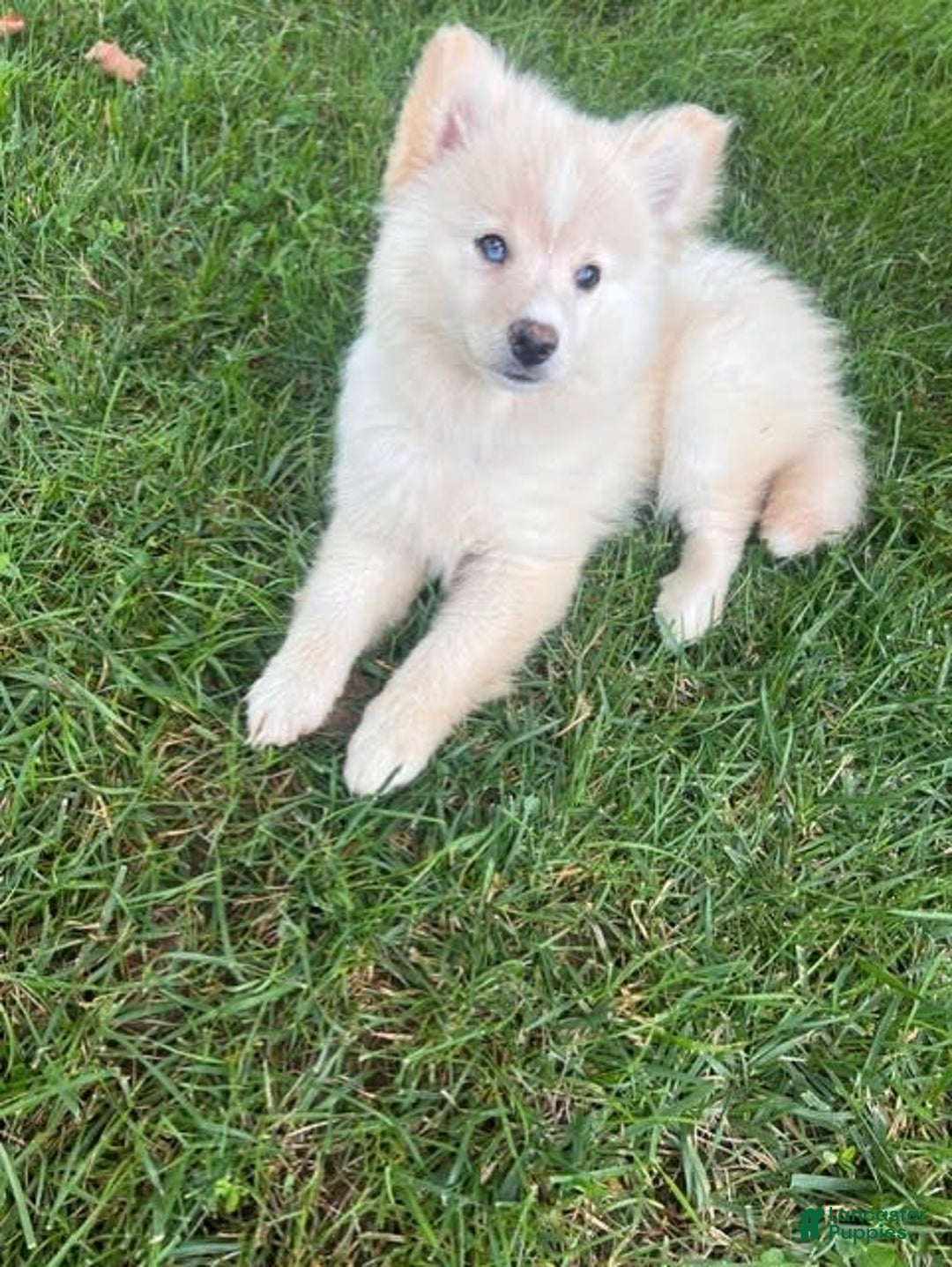 Pomsky dogs for sale: Mickey - Image 1