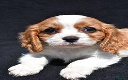 Cavalier King Charles Spaniel dogs for sale: Champ - Image 1