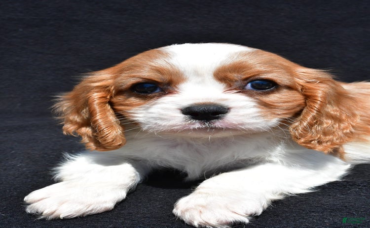 Cavalier King Charles Spaniel dogs for sale - Ad 4
