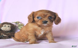 Cavalier King Charles Spaniel dogs for sale: Joy - Image 3