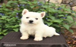 West Highland Terrier dogs for sale: Destiny - Image 1