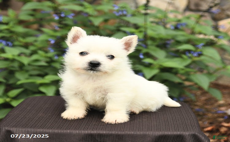 West Highland Terrier dogs for sale - Ad 2