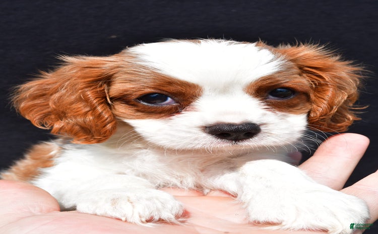 Cavalier King Charles Spaniel dogs for sale - Ad 1