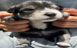 Miniature Schnauzer dogs for sale: Bernie - Image 3