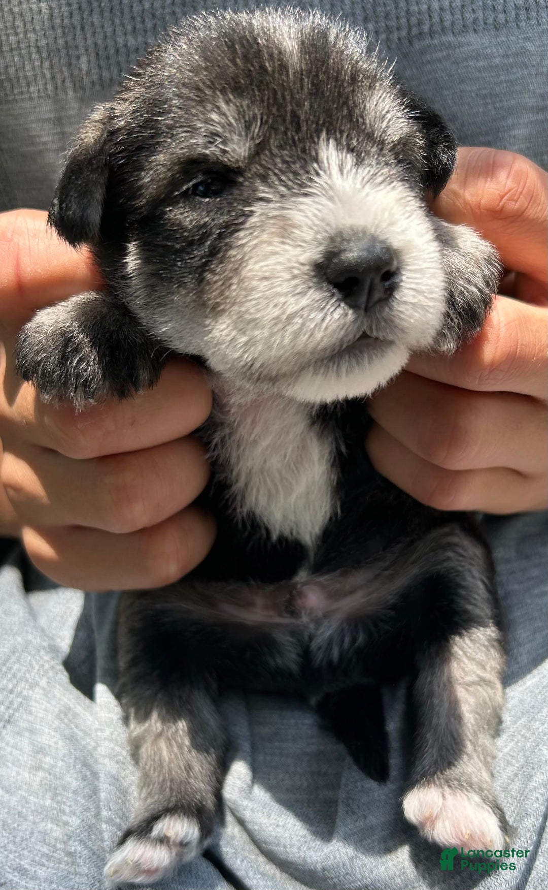 Miniature Schnauzer dogs for sale: Bernie - Image 3