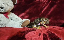 Miniature Dachshund dogs for sale: CANDY - Image 4
