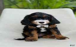 Cavapoo dogs for sale: Amber - Image 1