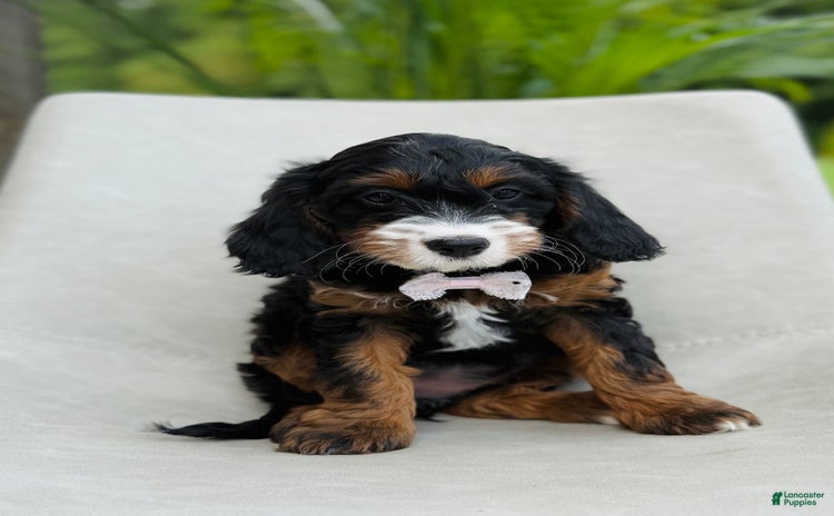 Cavapoo dogs for sale - Ad 3