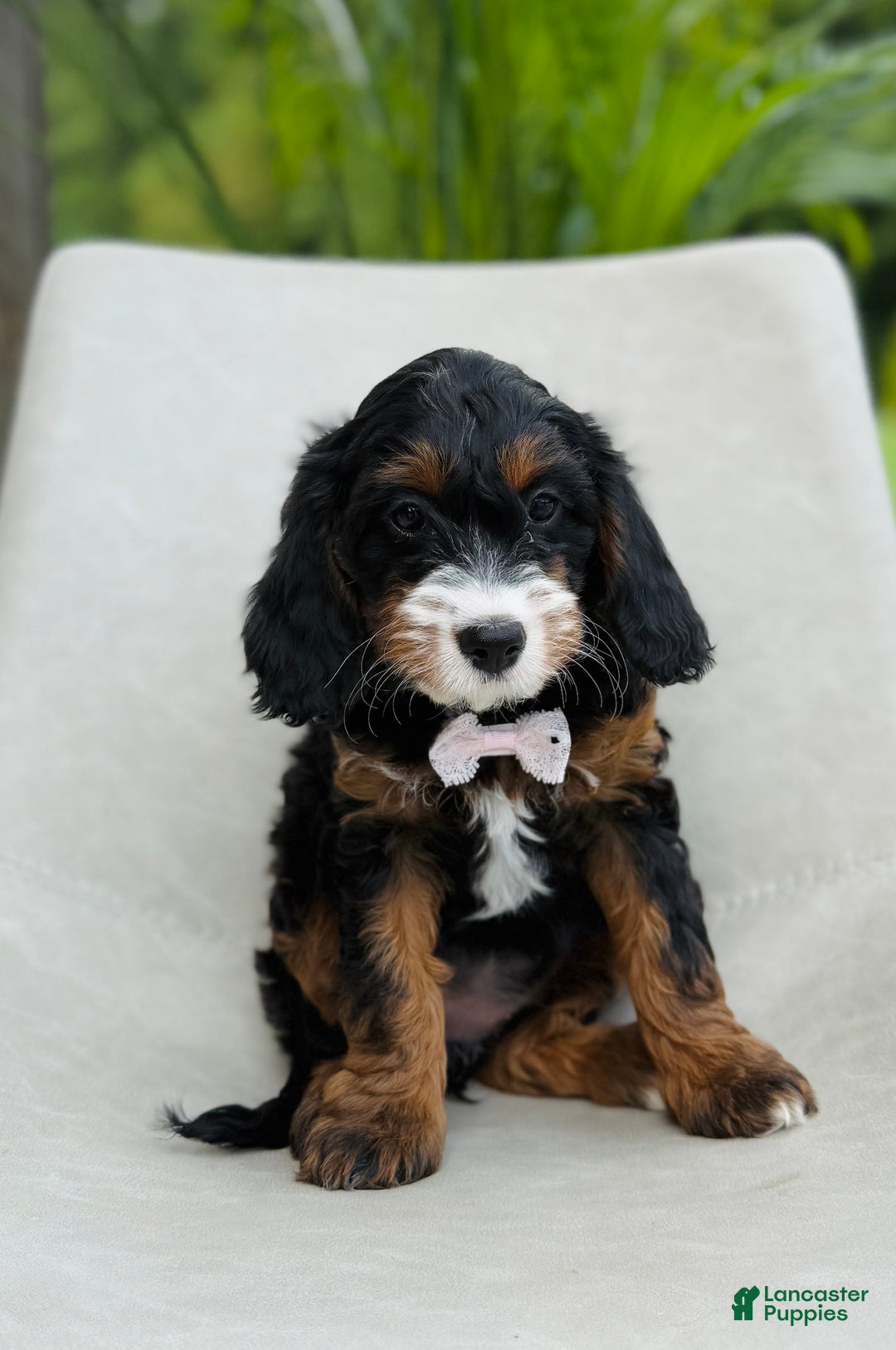 Cavapoo dogs for sale: Amber - Image 1