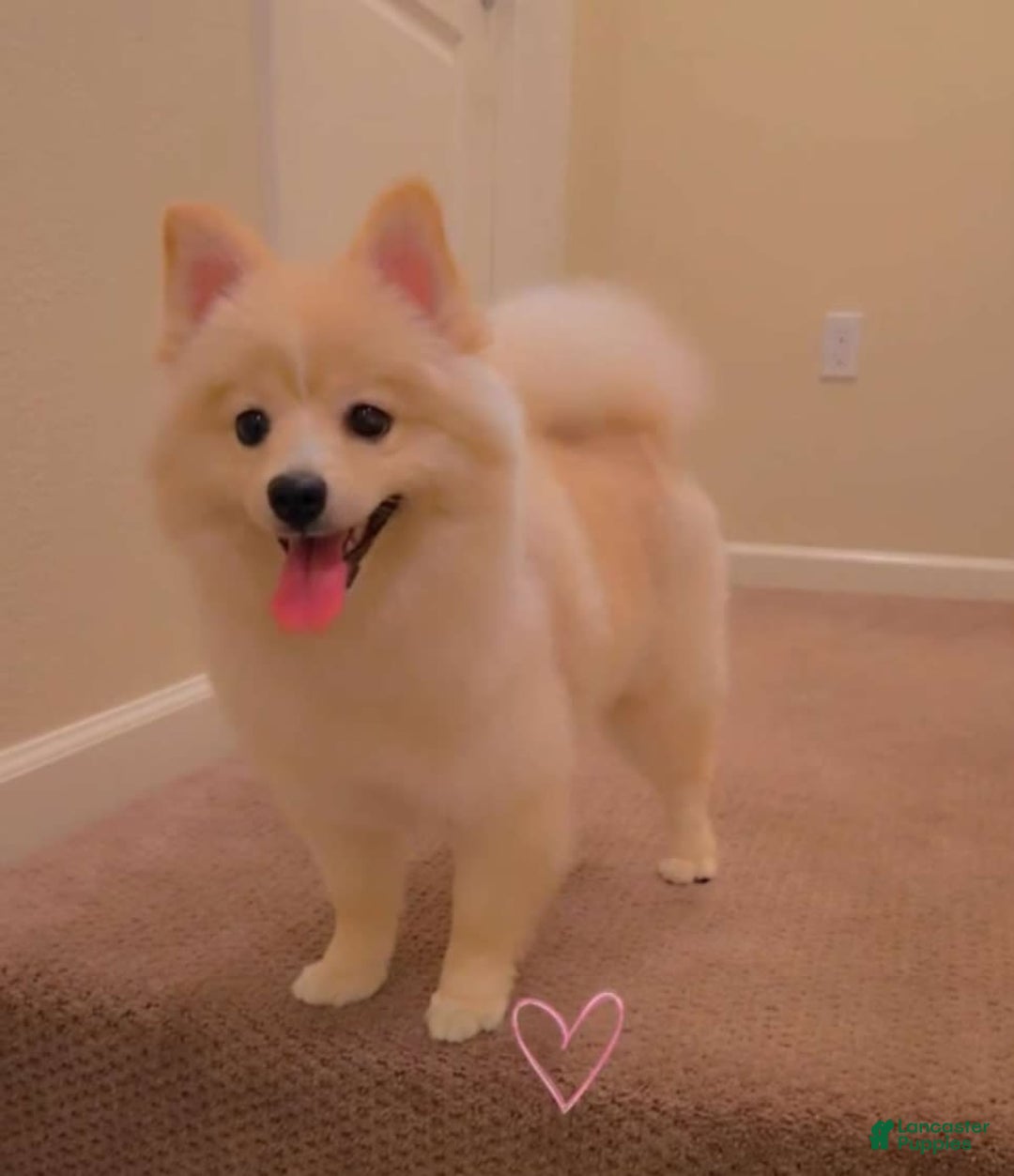 Pomeranian dogs for sale: Sky - Image 4