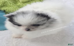 Pomeranian dogs for sale: Blue Eye - Blue Merle - Extreme Parti - Image 7