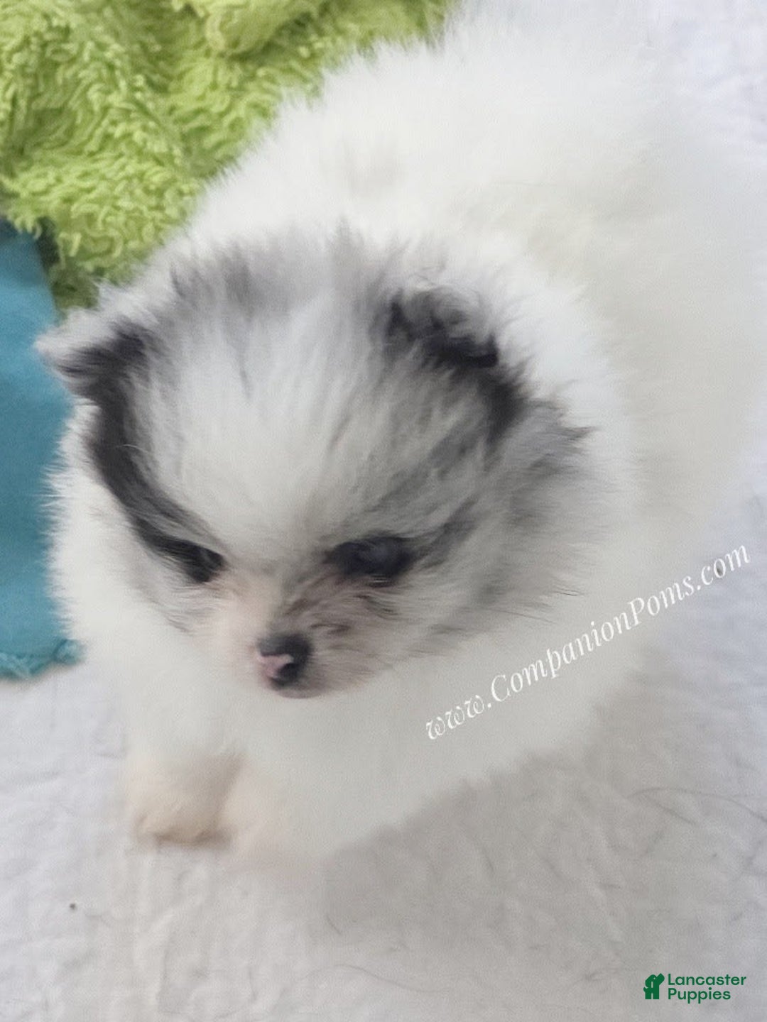 Pomeranian dogs for sale: Blue Eye - Blue Merle - Extreme Parti - Image 7
