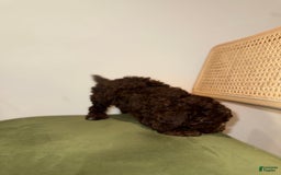 Toy Poodle dogs for sale: Chocolate - Image 5