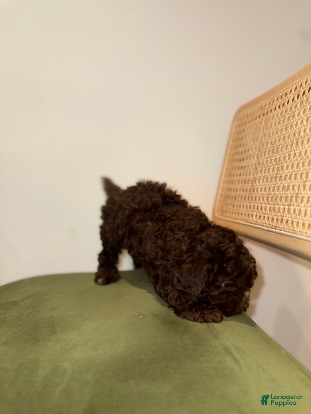 Toy Poodle dogs for sale: Chocolate - Image 5