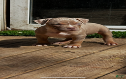 American Bully dogs for sale: Raine - Image 4