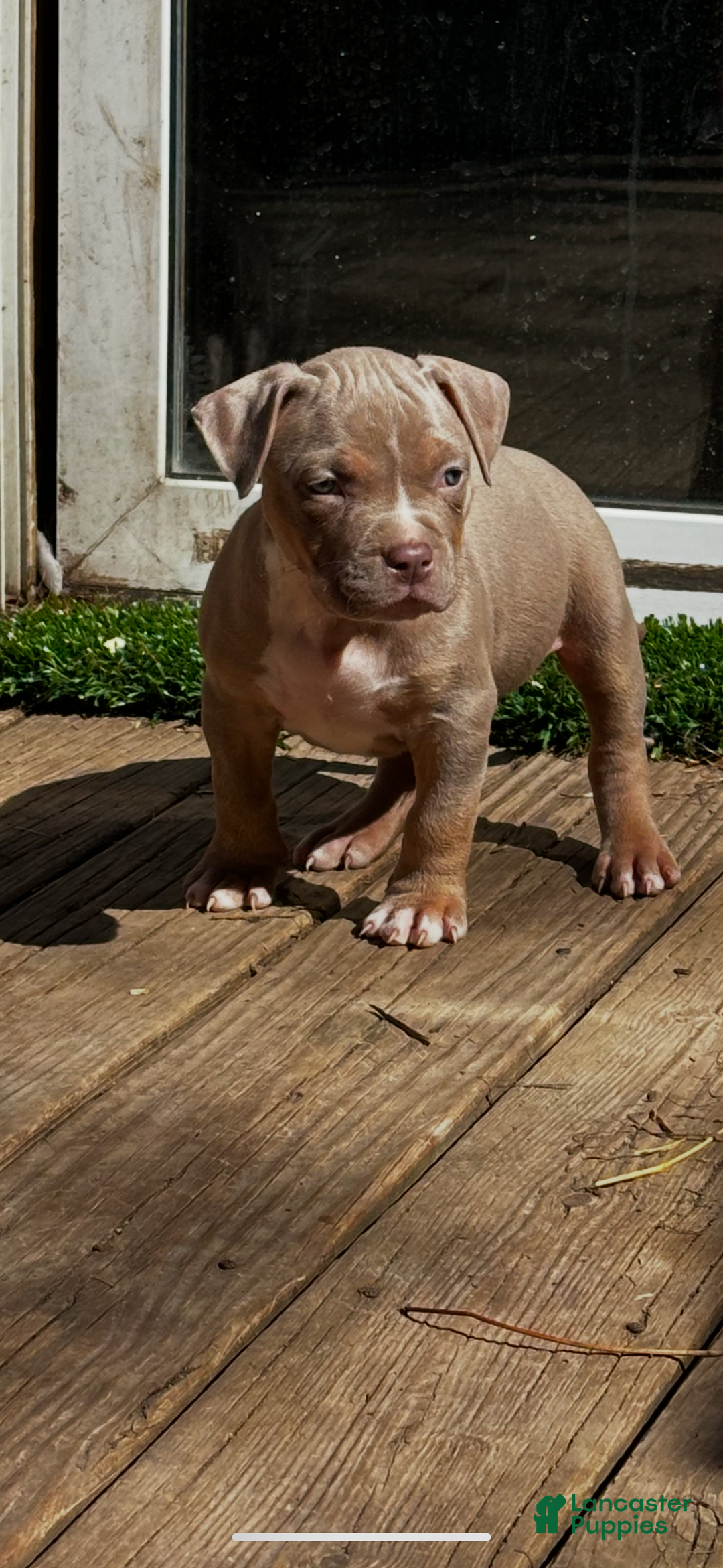 American Bully dogs for sale: Raine - Image 4