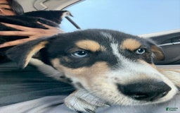 Siberian Husky dogs for sale: Siberian Husky 3 puppies - Image 2