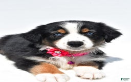 Australian Shepherd dogs for sale: Kate - Image 8