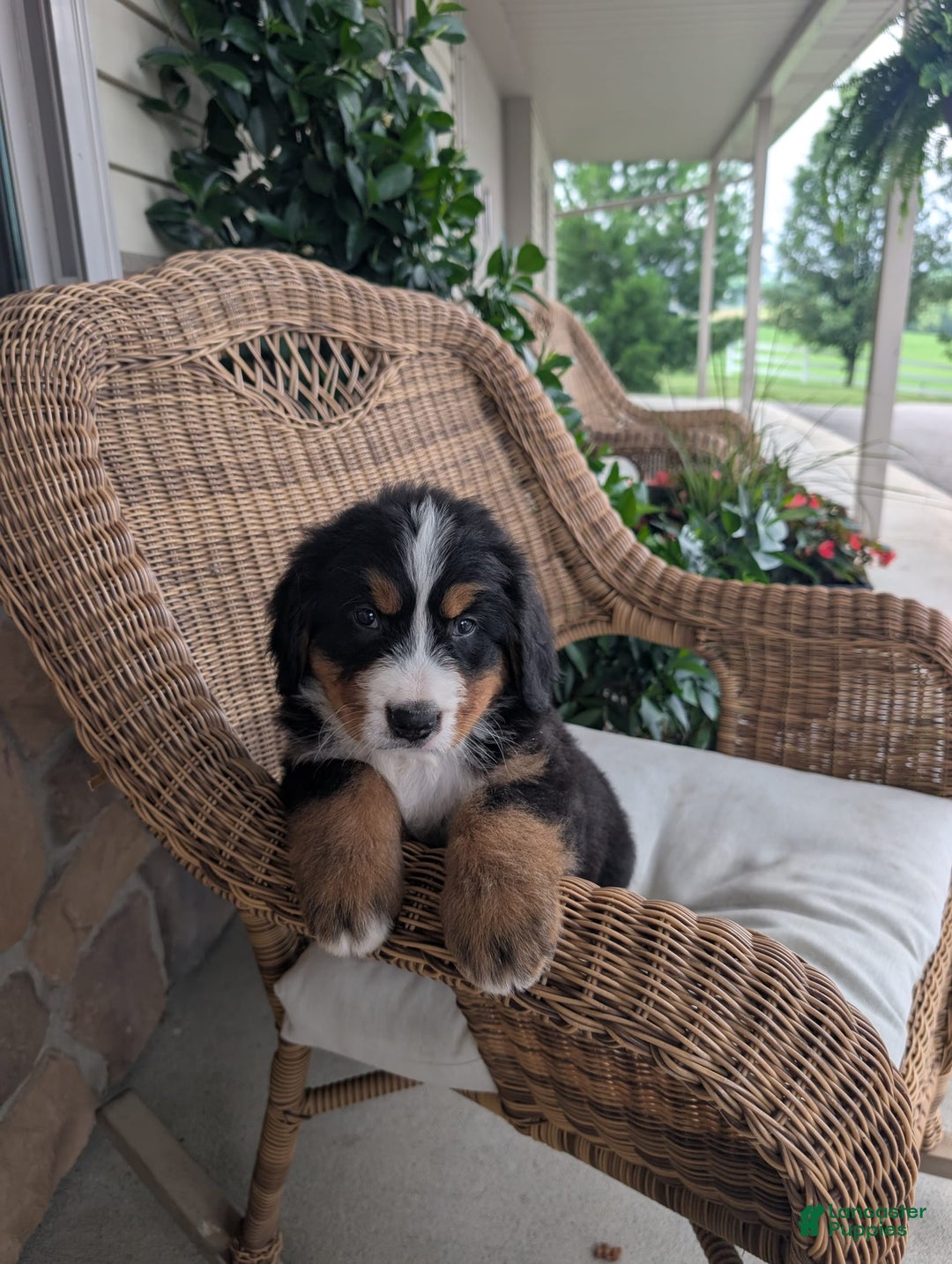 Bernese Mountain Dog dogs for sale: Buster - Image 4