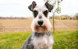 Miniature Schnauzer dogs for sale: James - Image 5