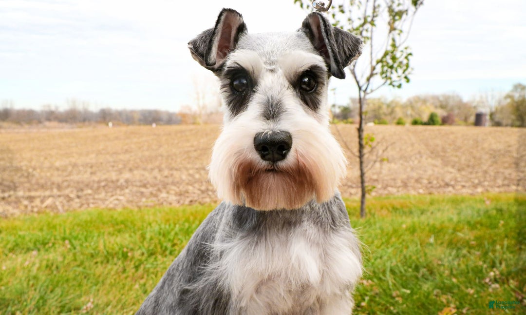 Miniature Schnauzer dogs for sale: James - Image 5