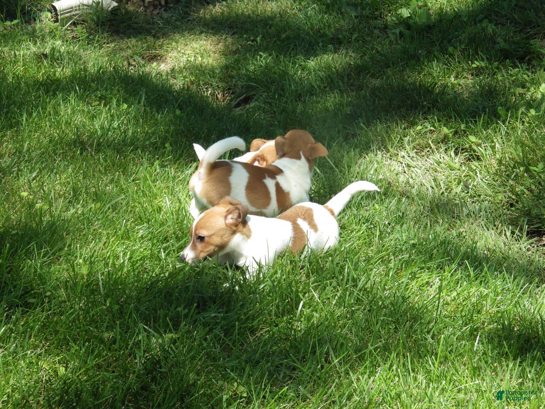 Jack Russell Terrier dogs for sale: Fillmore - Image 9