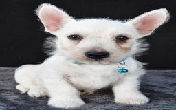 West Highland Terrier dogs for sale: Norris - Image 6