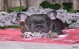 French Bulldog dogs for sale: Gemma - Image 2