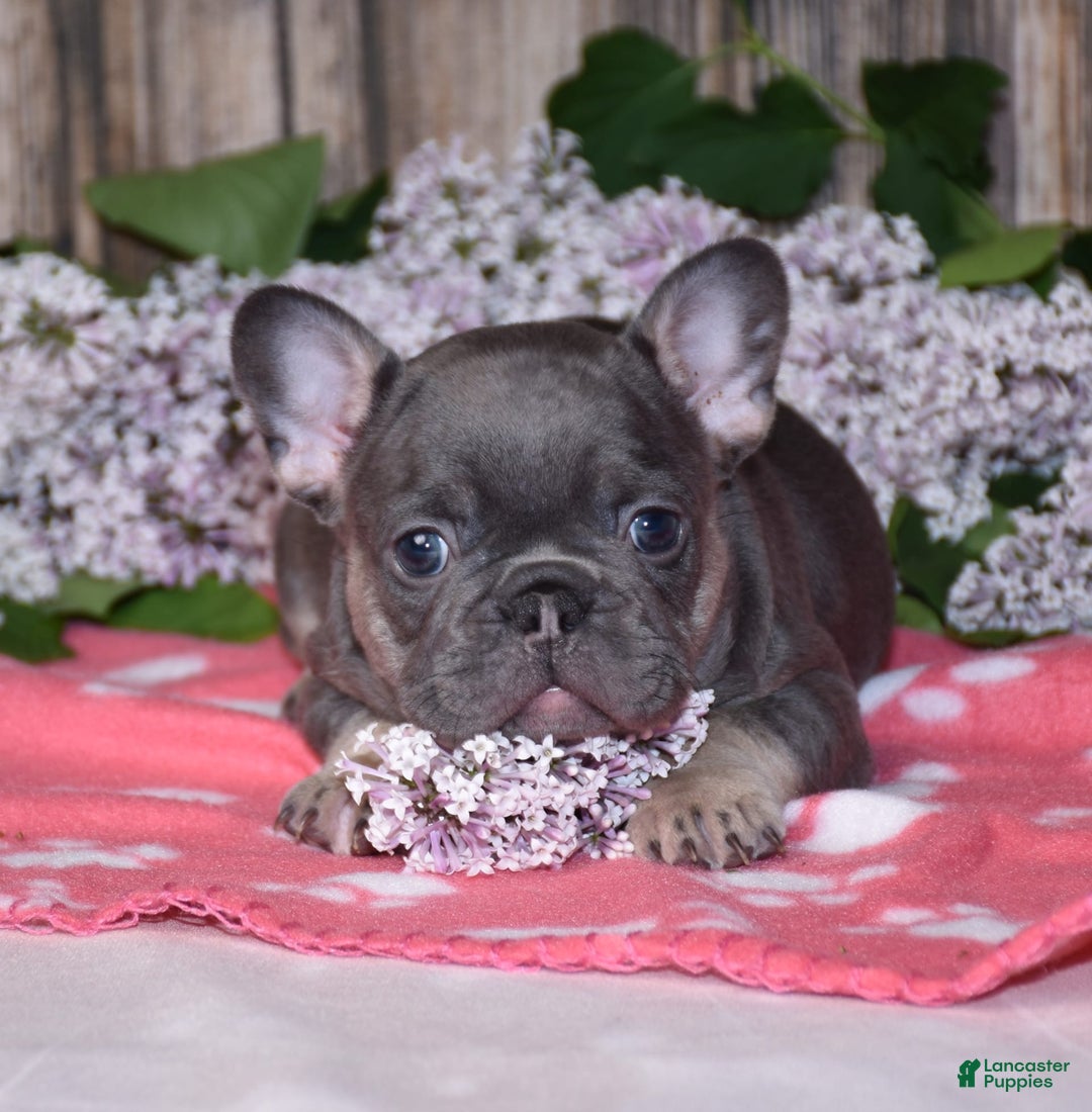 French Bulldog dogs for sale: Gemma - Image 2