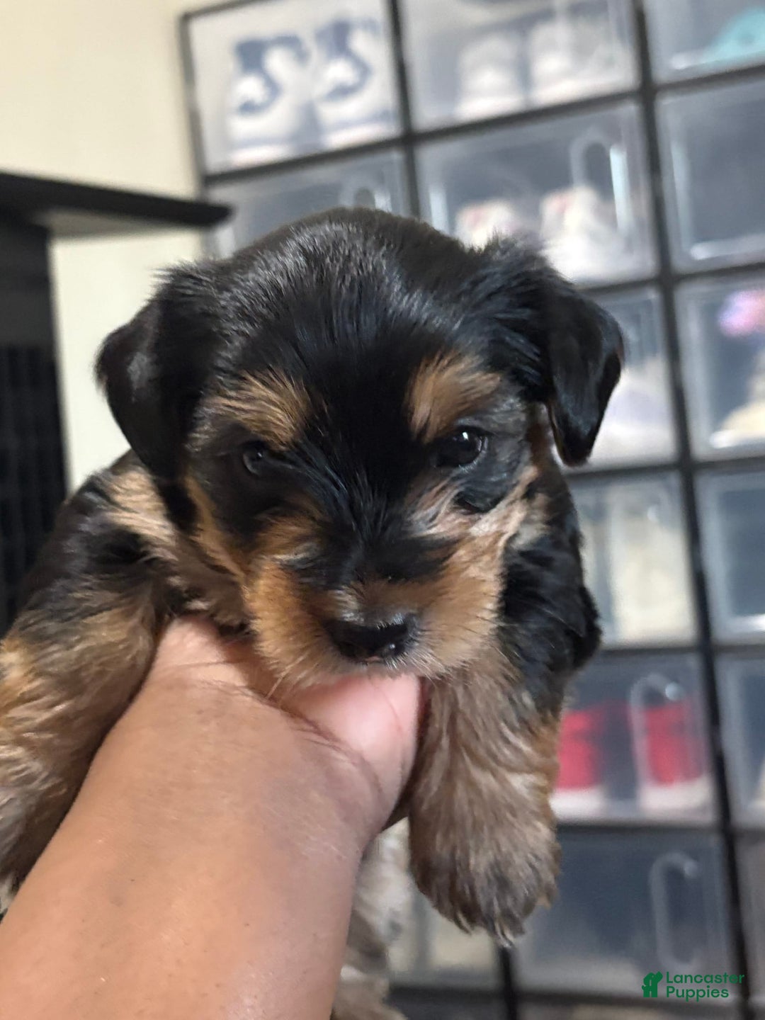 Yorkiepoo dogs for sale: Bailey - Image 1