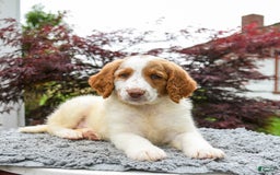 Goldendoodle dogs for sale: Cappuccino - Image 1