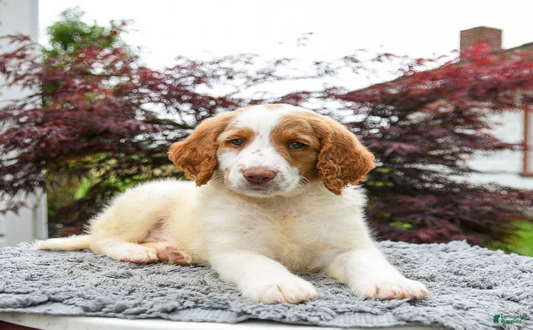 Goldendoodle dogs for sale - Ad 1