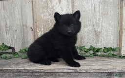 categoriesInfo:categoryAttributeOptions.pets.dogs.breed.belgianGroenendael dogs for sale: Onyx - Image 6