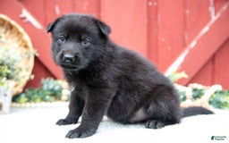 German Shepherd dogs for sale: Sushi - Image 6