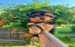 Morkie dogs for sale: Brownie - Image 4