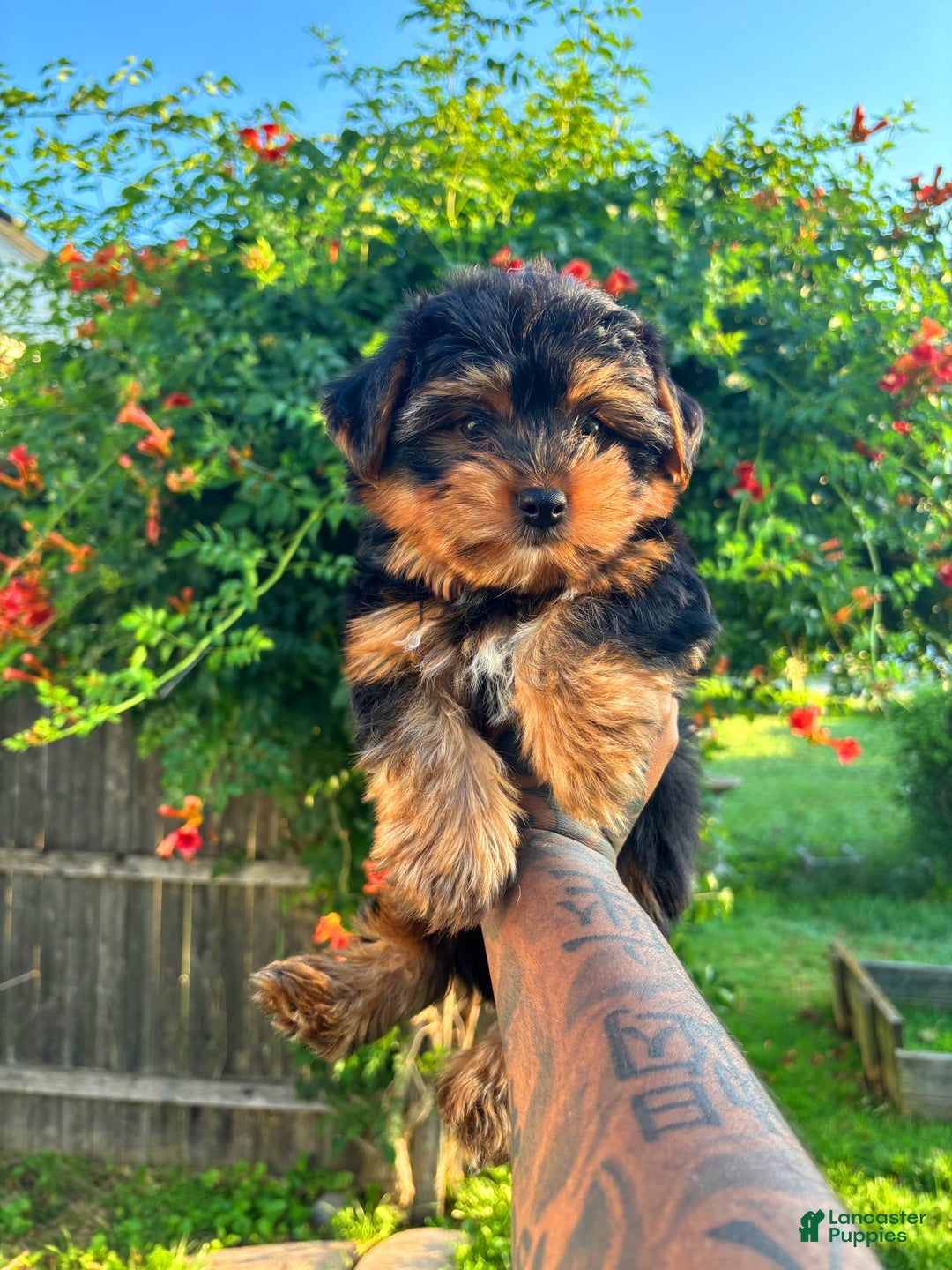 Morkie dogs for sale: Brownie - Image 4