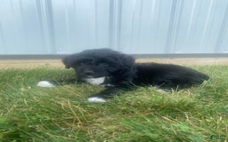 Mini Aussiedoodle dogs for sale: Rowdy - Image 3