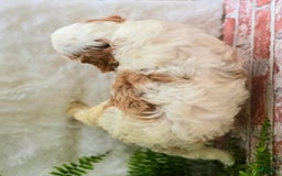 Cavapoo dogs for sale: Bruce - Image 1