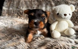 Yorkshire Terrier dogs for sale: Faro - Image 7