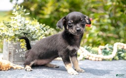 Chihuahua dogs for sale: Bambi - Image 1