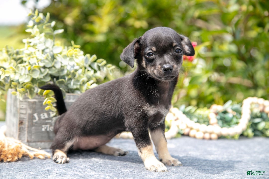 Chihuahua dogs for sale: Bambi - Image 1