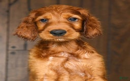 Irish Setter dogs for sale: Maverick - Image 2